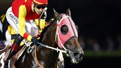 Sports Horses turkish horse