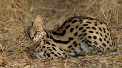 Spotted Animals outdoors serval