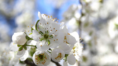 Spring Australia copy post img