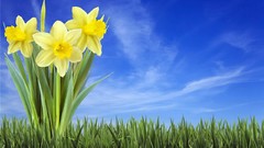 Spring backgrounds artwork