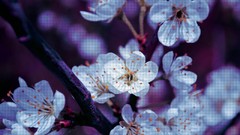 Spring blossom blossoms