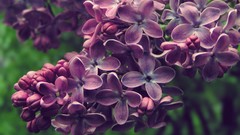 Spring blossom lilac purple