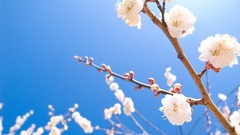 Spring blossoms nature cherry