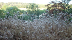 Spring but Begins sept 003 llico