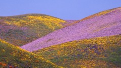 Spring California colors