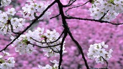 Spring cherry blossoms