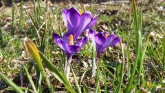 Spring crocus flower