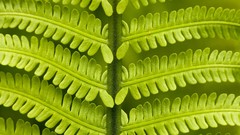 Spring Ferns Washington