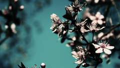 Spring Flowers flower