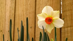 Spring Narcissus nature Flowers