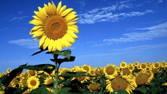 Spring skies Dreaming