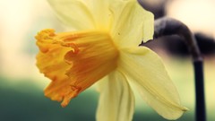 Spring sunny multicolor yellow flowers