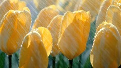 Spring tulips shower