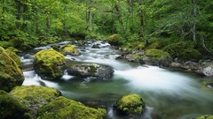 Spring Washington skates forests National