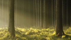 Spruce germany bavaria forests