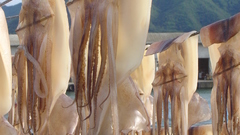 Squid drying high