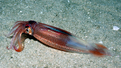Squid underwater