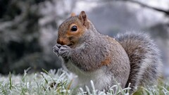 squirrel Animals winter nature Mammals