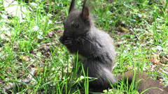 Squirrels black Animals