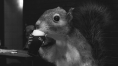 Squirrels monochrome greyscale taxidermy