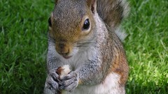 Squirrels nature Animals grass