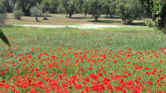 Sta Guess The country