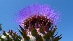 Stadsboerderij beijum high