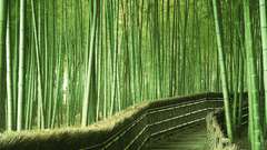 Stairways bamboo