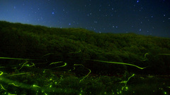 Star and firefly high Resolution