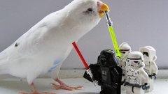 Star wars Birds lightsabers