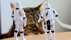 Star wars stormtroopers cats