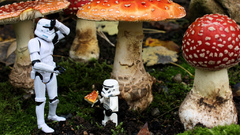 Star wars stormtroopers funny