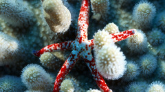 Starfish