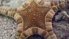 Starfish