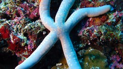 Starfish