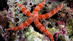 Starfish