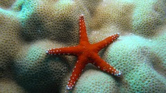 Starfish