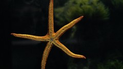 Starfish