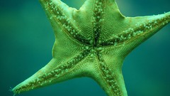 Starfish