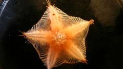 Starfish Aquarium and Fish