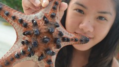 Starfish asians