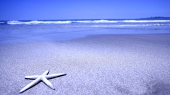 Starfish Beaches