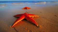 Starfish Beaches