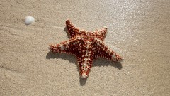 Starfish Beaches