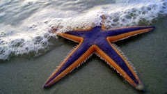 Starfish Beaches sealife