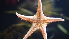 Starfish depth of field