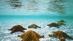 Starfish Sea