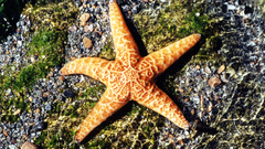 Starfish Sea Animals Aquarium
