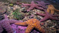 Starfish sealife