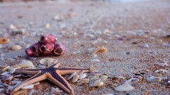 Starfish seashells